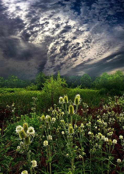Calling Home Greeting Card For Sale By Phil Koch