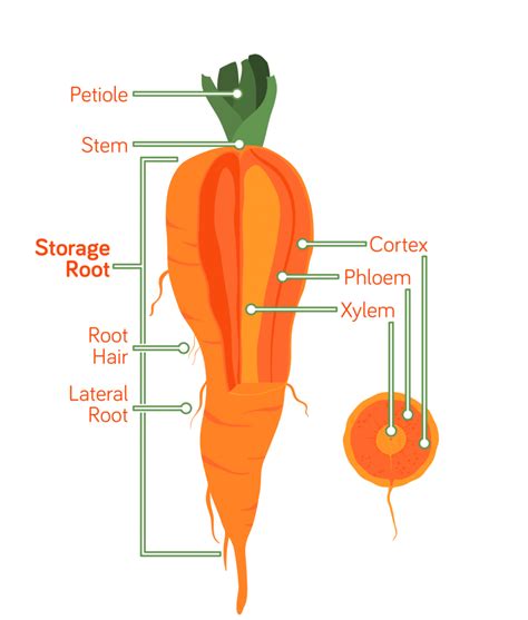 Diagram Of Carrot Plant