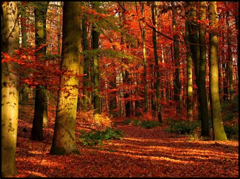 Herbst Bilder 14 - Wunderbare Bilder