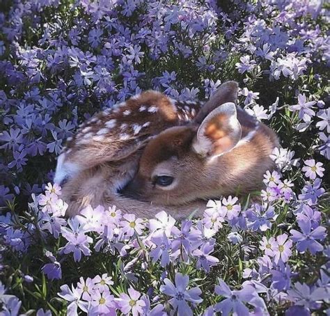 Bunny In Flowers Cute Animals Baby Animals Pictures
