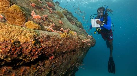 Reef Conservation Specialty How To Be A Coral Reef
