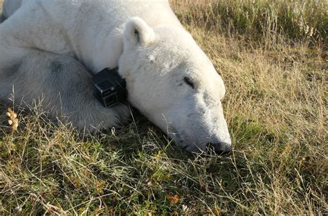 Unprecedented Video Reveals Polar Bears Struggle To Survive During Ice