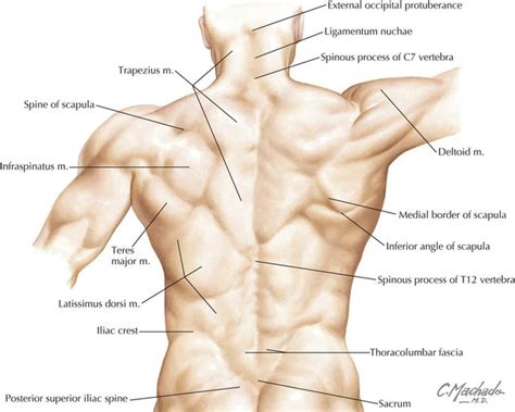 Back | Basicmedical Key