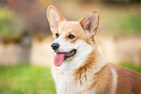 Pembroke Welsh Corgi Breed Information And Care Guide All Things Dogs
