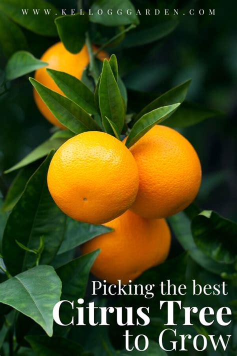 Choosing A Citrus Tree Kellogg Garden Organics