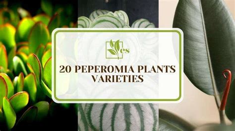 20 Peperomia Plants Varieties Colorful Garden Foliage