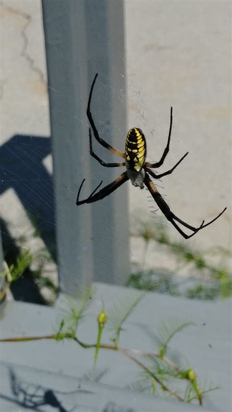 Does tennessee have a large spider population? Argiope aurantia (Black and Yellow Garden Spider) in ...