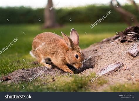 Rabbit Digging Images Stock Photos And Vectors Shutterstock