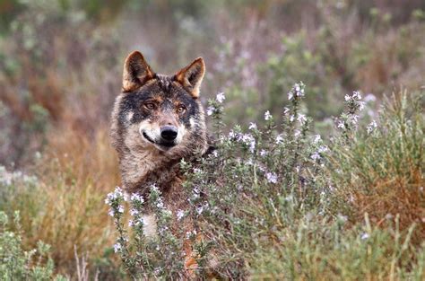 Iberian Wolf Wolf Photography Wolf Dog Wolf Hybrid