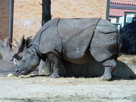 무료 이미지 자연 야생 생물 환경 동물원 포유 동물 동물 상 옥외 코뿔소 동물학 종 2240x1680
