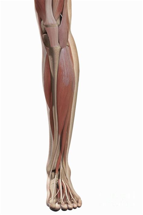 Muscles of the leg include muscles of the thigh and foot. The Muscles Of The Lower Leg Photograph by Science Picture Co