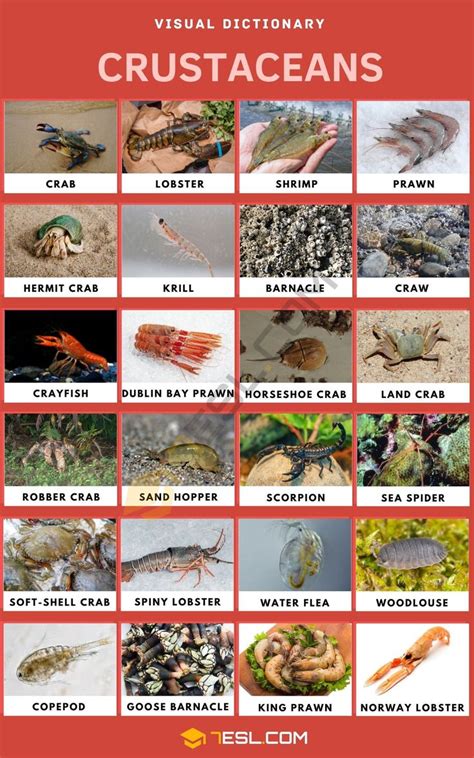 Crustaceans List Of Crustaceans With Cool Facts And Pictures Esl