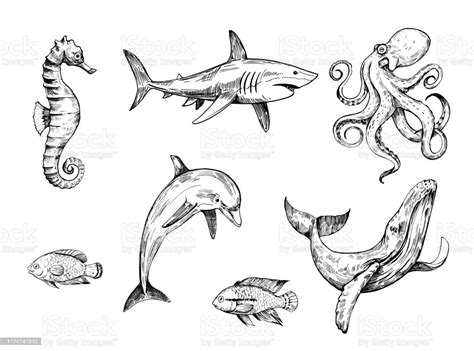 Sketch Of Sea Creatures Hand Drawn Illustration Converted To Vector