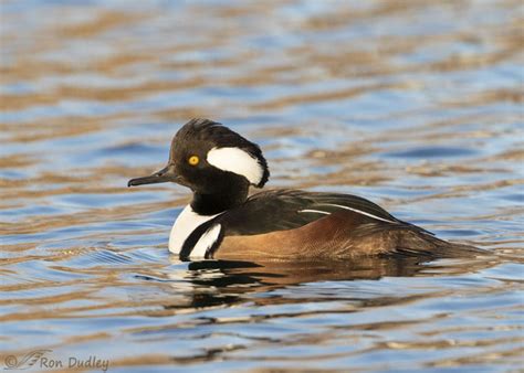 Male Hooded Merganser This Time In Water Mostly Feathered Photography