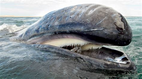 Bowhead Arctic Whales Baleen Cetaceans