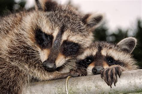 How To Keep Raccoons Off Your Property Covenant Wildlife