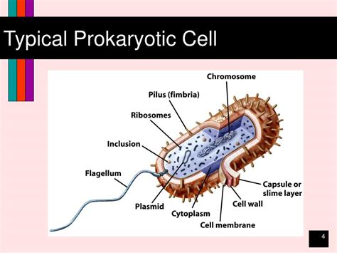 PPT CHARACTERISTICS OF PROKARYOTIC AND EUKARYOTIC CELLS PowerPoint Presentation ID