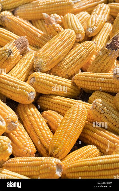 Harvested Corn Cobs Drying In The Sun Stock Photo Alamy