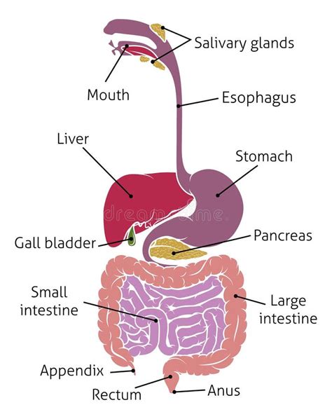 Human Digestive System Anatomy For Medical Concept 3d Rendering Stock