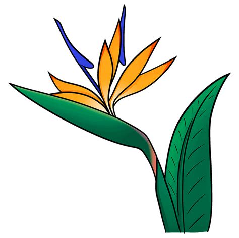 How To Draw A Bird Of Paradise Flower Really Easy Drawing Tutorial