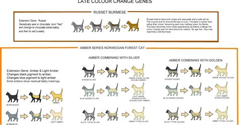 Tabby Cat Urine Color Chart
