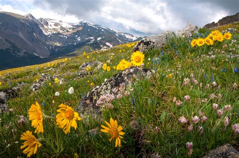 11 Best Hikes To See Wildflowers This Spring And Summer
