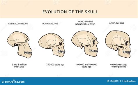 Evolución Humana Del Cráneo Y Del Texto Con La Datación Ilustración Del