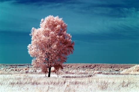 What Is Infrared Photography