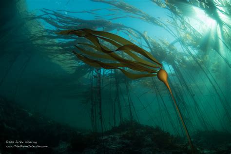 Warming Waters Sea Urchins Are Decimating Kelp Forests Decafnation