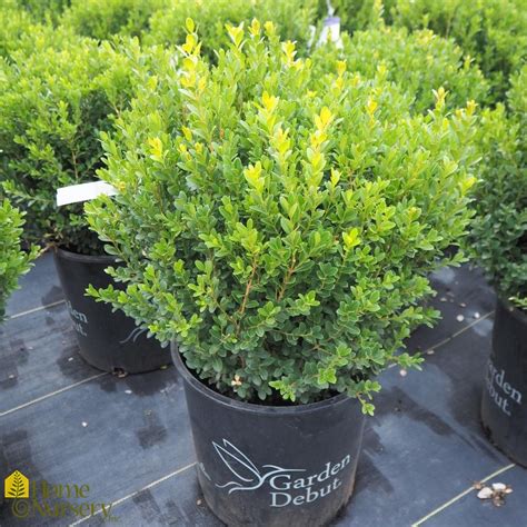 Buxus Microphylla Japonica Baby Gem™ Japanese Boxwood From Home Nursery