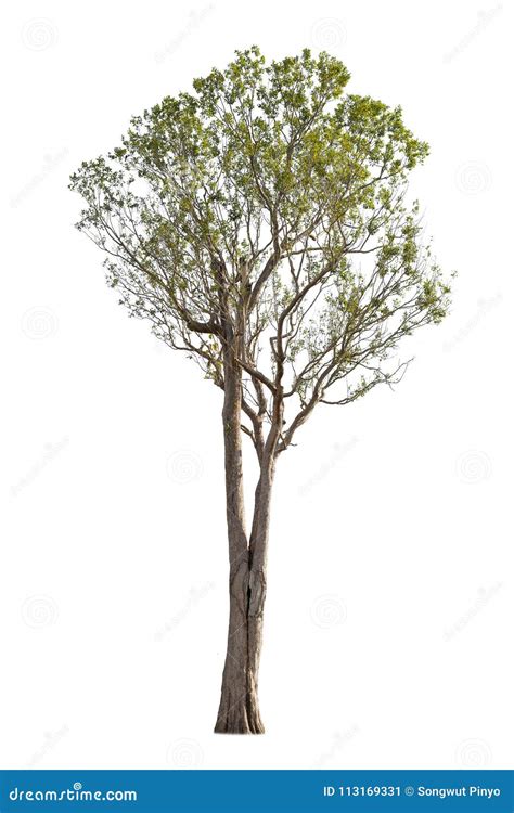 Isolated Trees On White Background Stock Image Image Of Background