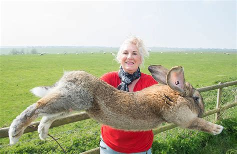 Meet The World S Biggest Pets Pets World S Largest Rabbit Giant Rabbit