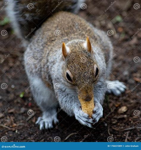 Close Up Of A British Grey Squirrel Eating A Peanut Stock Image Image
