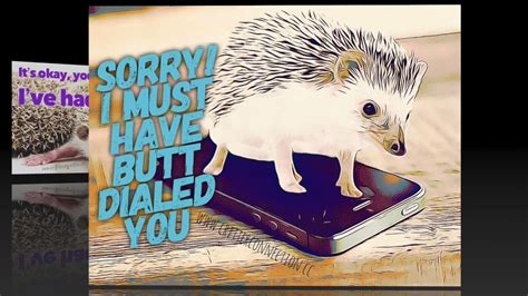 Funny ~ Cute Hedgehog Memes Vol 1 Youtube
