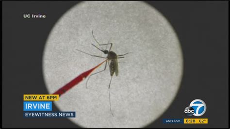 Southern California Scientist Creating Mutant Mosquitoes Abc7 Los Angeles