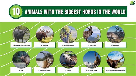 10 Animals With The Biggest Horns In The World A Z Animals