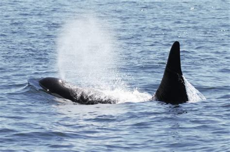 Saving The Iconic Southern Resident Killer Whales Northern Beat