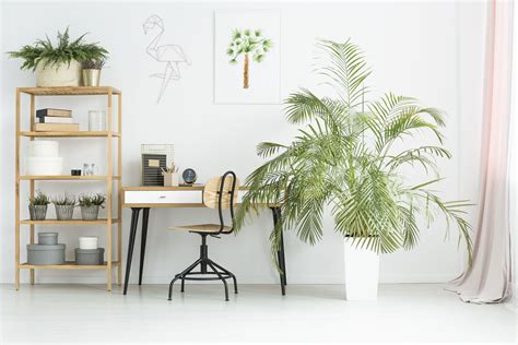 The 7 Best Office Plants Of 2021