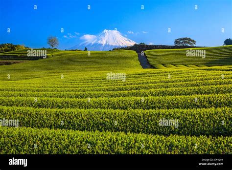 Japanese Green Tea Plantation And Mt Fuji Shizuoka Japan Stock Photo