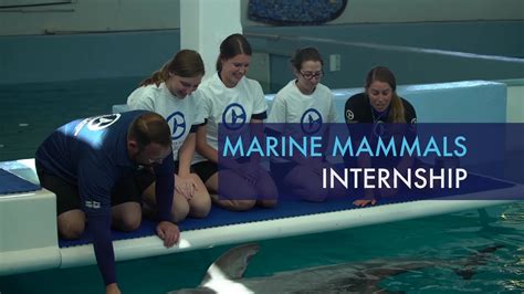 Marine Mammals Internship Program At Clearwater Marine Aquarium Youtube