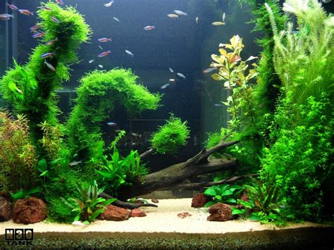 Aquarium Scaping Singapore Aquascaping Service For Home And Office