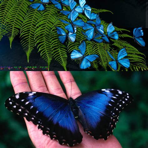 Blue Morpho Butterfly Save Our Green