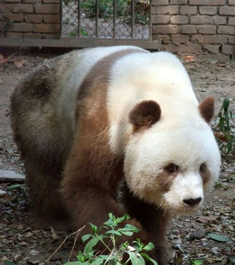 Beautiful Brown Panda Animals And Pets Baby Animals Cute Animals