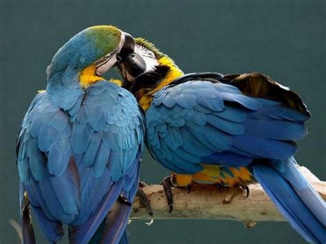 Animal Pairs In Love