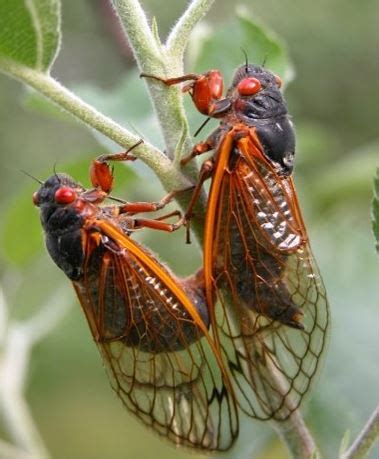 The word cicada derives directly from the latin cicada (in greek they are called tettix, or tzitzi). Cicadas Hatching Late April - Early May | Public Works and ...