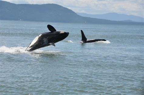Orca Sighting Picture Of Wild Whales Vancouver Vancouver Tripadvisor