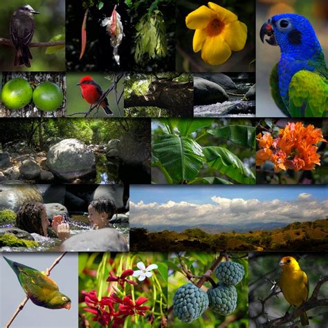 Fauna Y Flora De Las Regiones De Colombia Octubre 2014