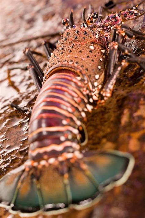 Hawaiian Spiny Lobster Photograph By John De Mello Spiny Lobster