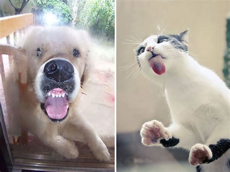 25 Funny Animals Licking Glass Have No Idea How Silly They Look