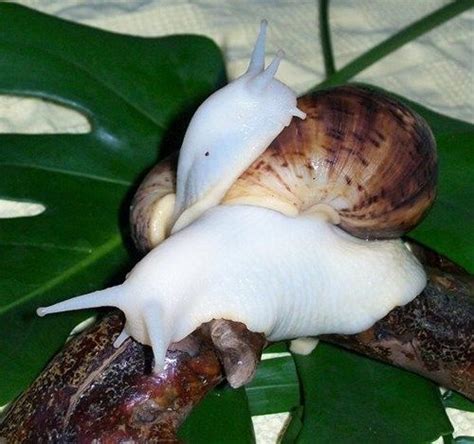 Malformalady Albino Giant African Land Snail Achatina Fulica Giant